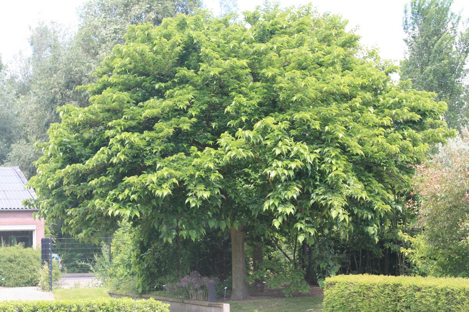 Morus alba 'Macrophylla'