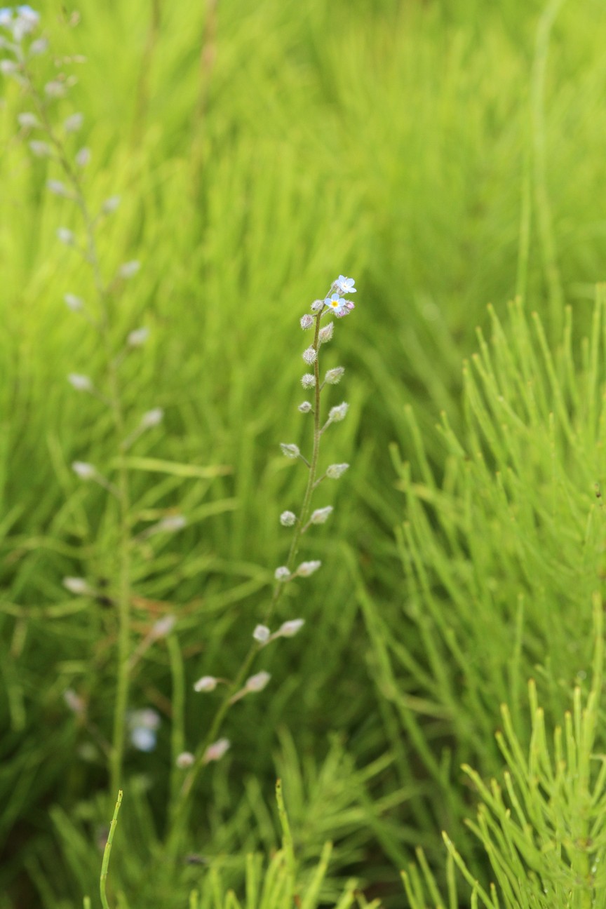 Myosotis palustris