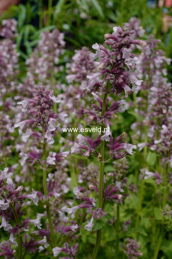 Nepeta grandiflora 'Dawn to Dusk'