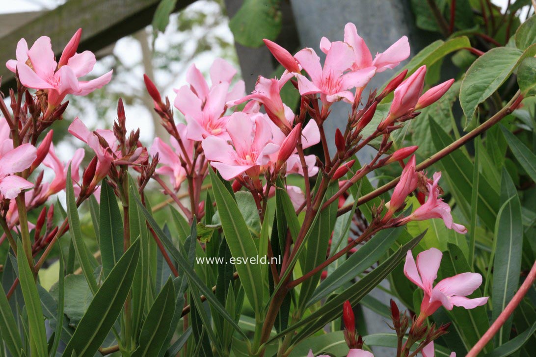 Nerium oleander