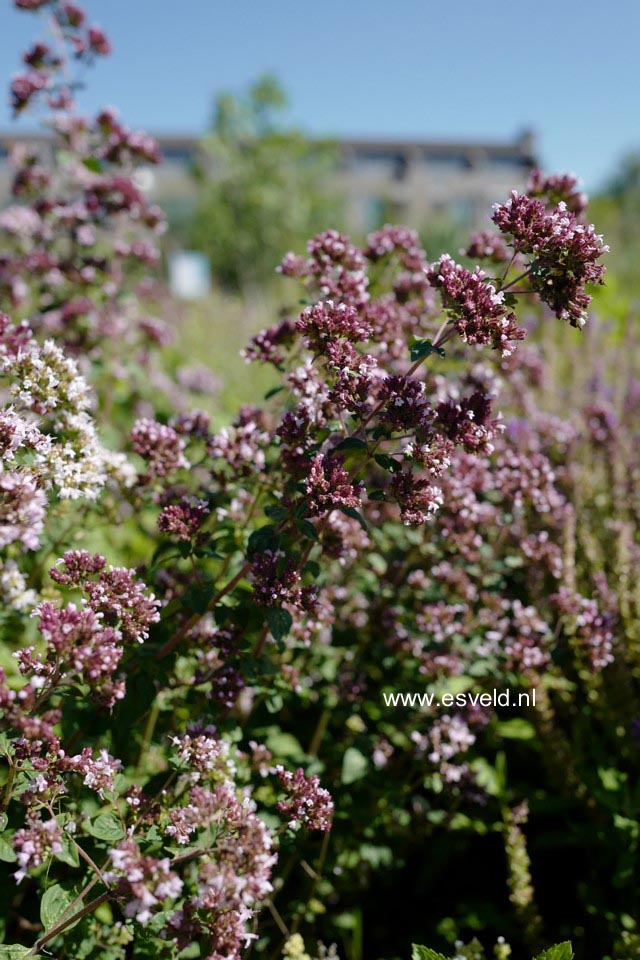 Origanum vulgare
