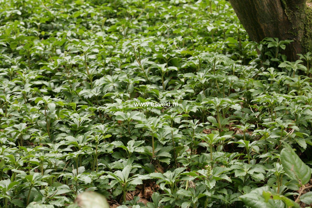Pachysandra terminalis