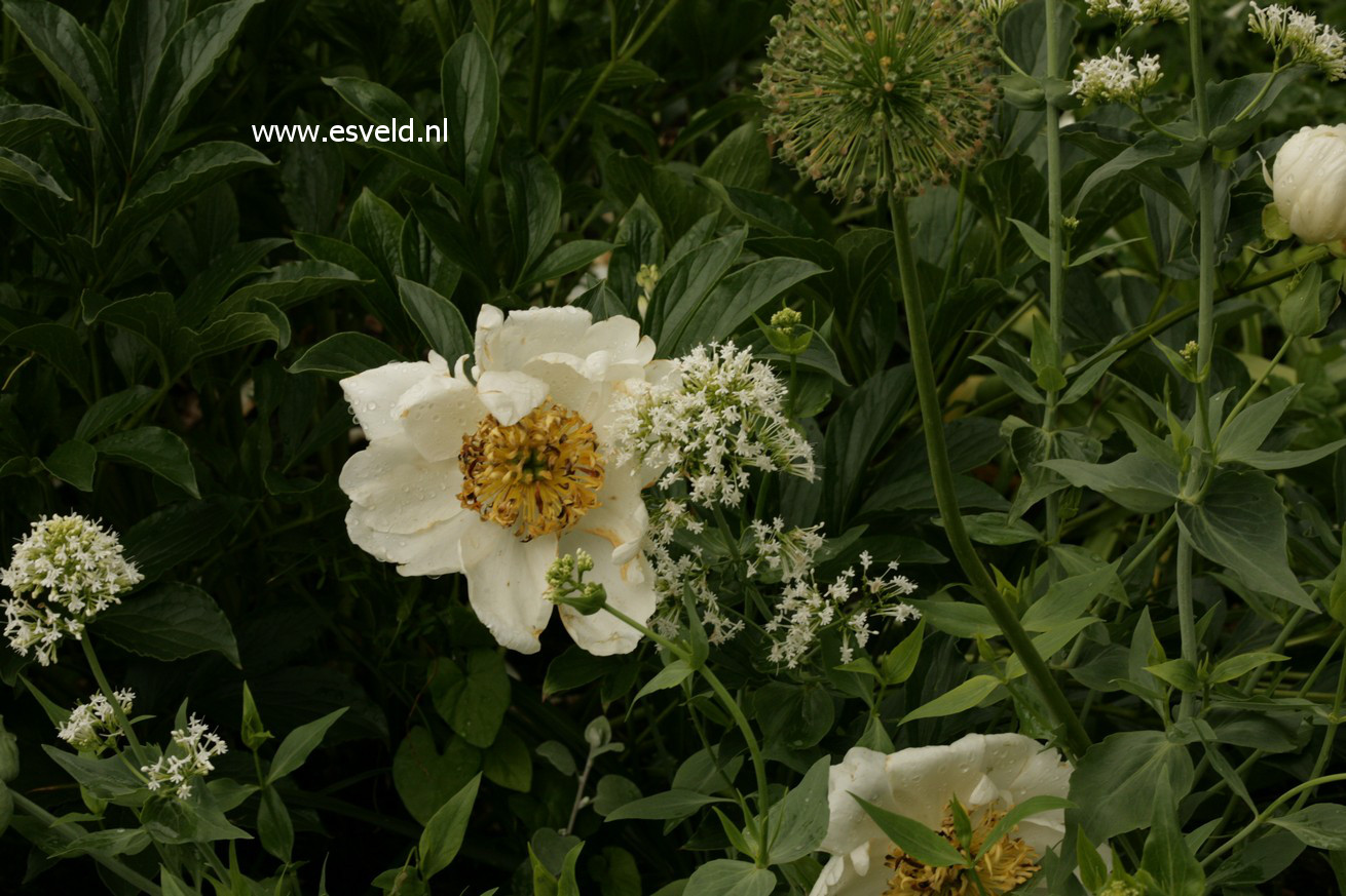 Paeonia 'Jan van Leeuwen'