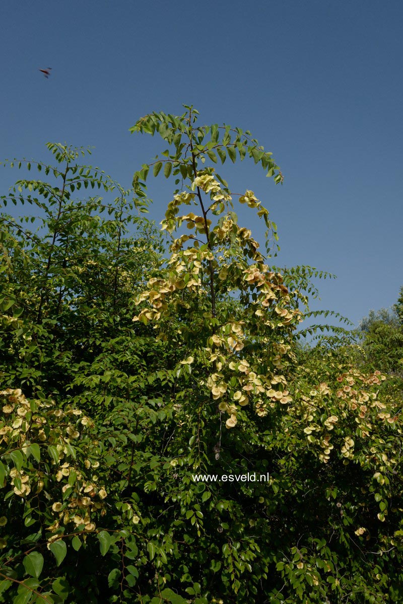 Paliurus spina-christi
