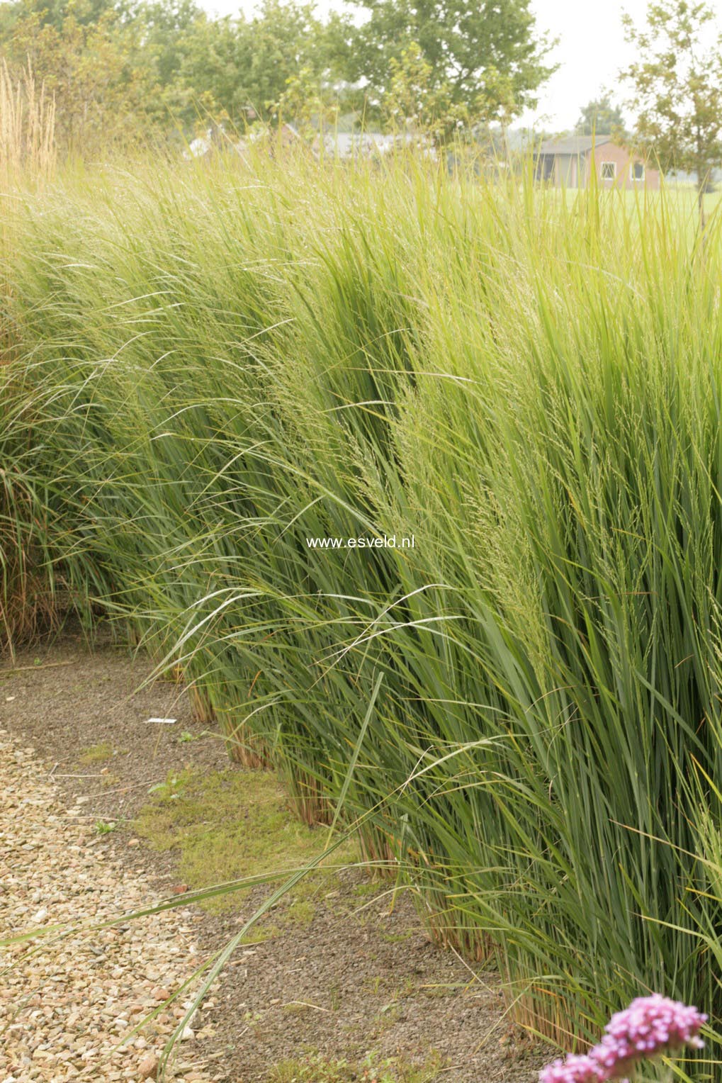 Panicum virgatum 'Northwind'