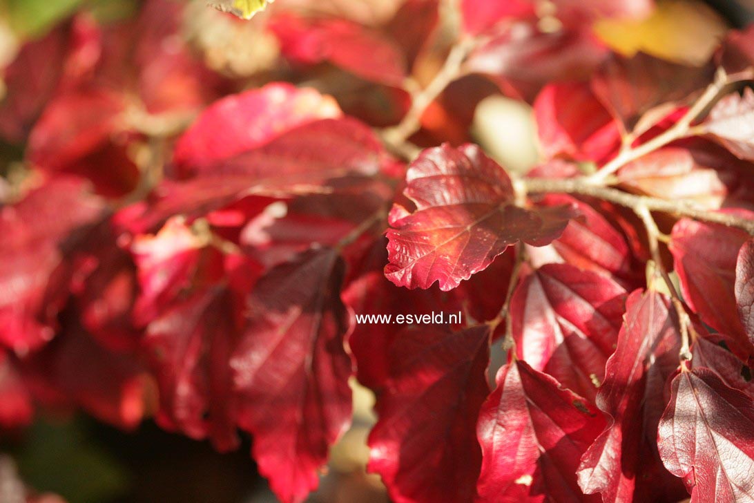 Parrotia persica 'Felicie'