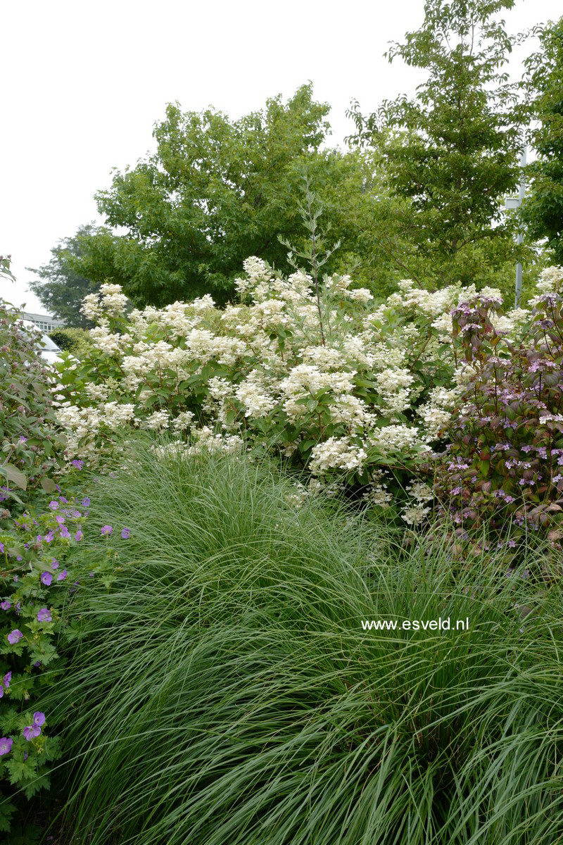 Pennisetum alopecuroides 'Hameln'
