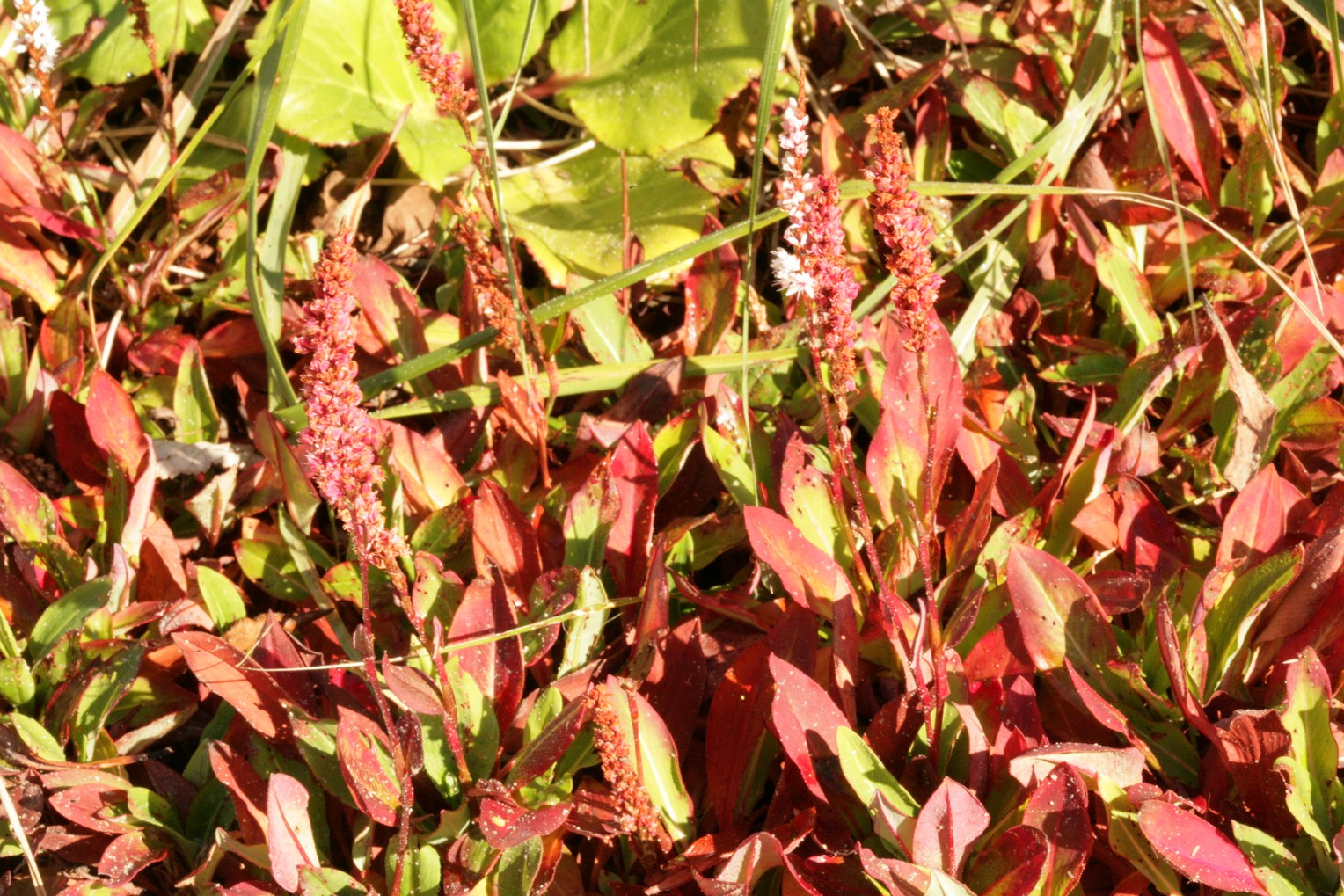 Persicaria affinis 'Superba'