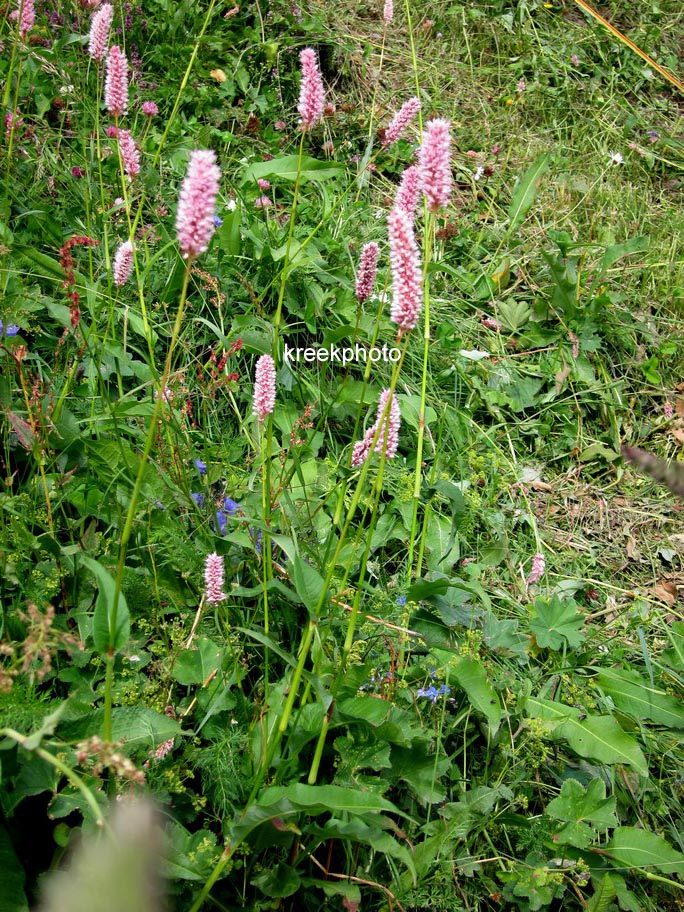 Persicaria bistorta