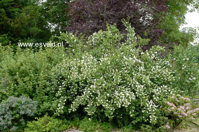 Philadelphus coronarius