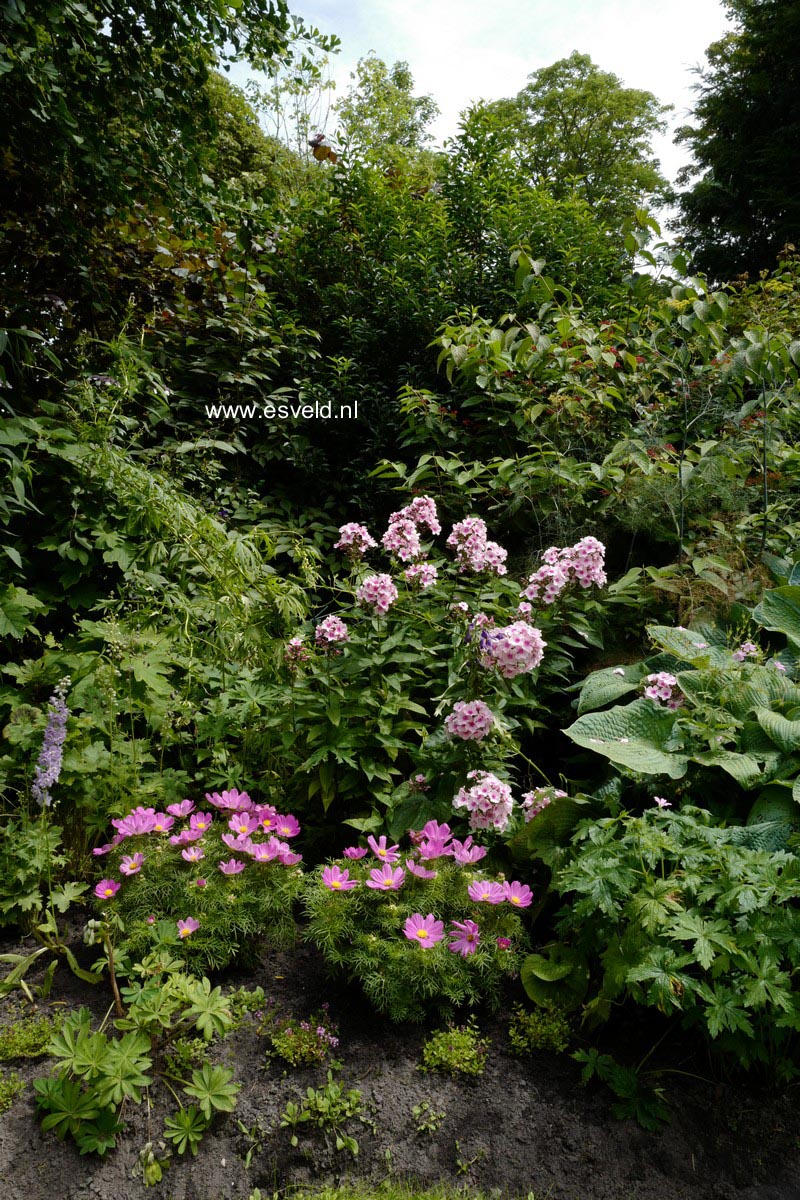 Phlox 'Bright Eyes' (Paniculata Group)