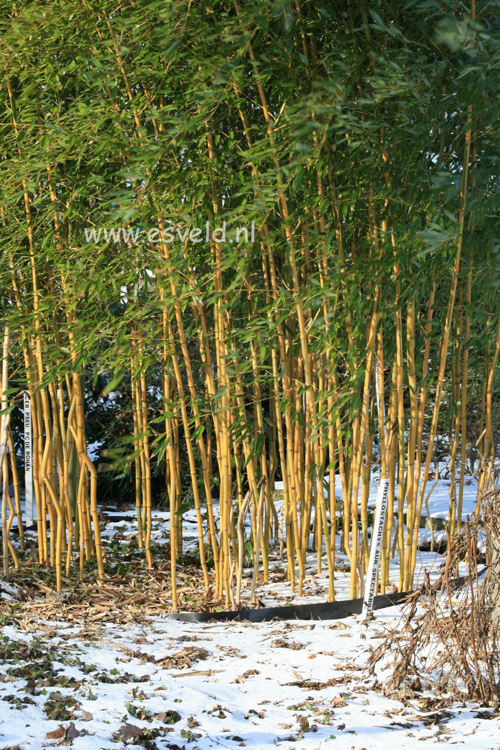 Phyllostachys aureosulcata 'Spectabilis'