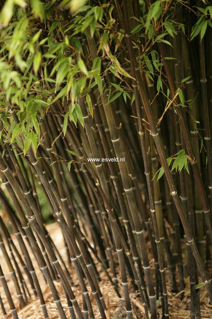 Phyllostachys nigra