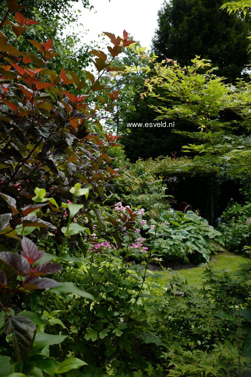 Physocarpus opulifolius 'Andre'