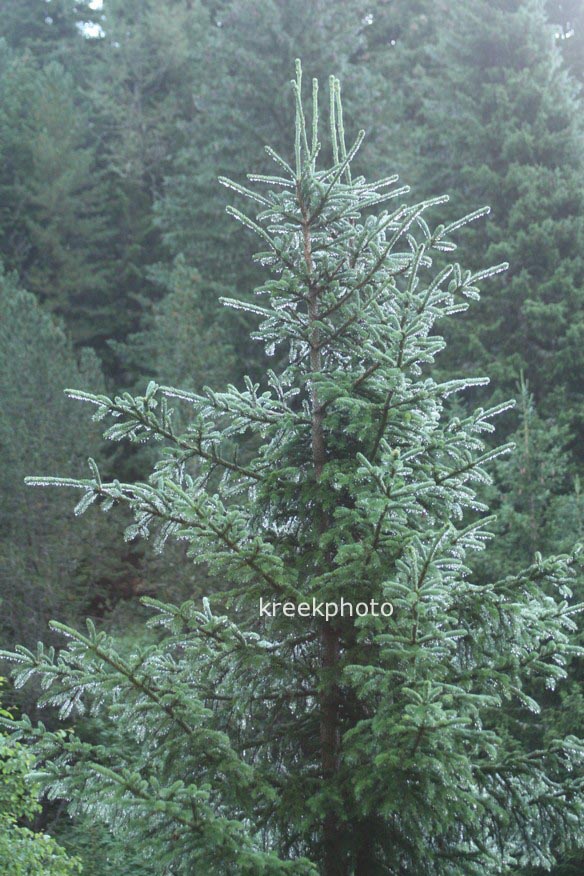 Picea abies