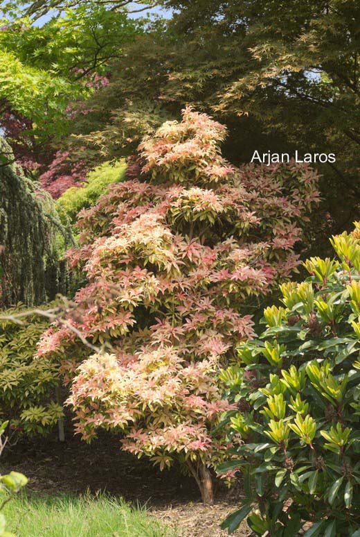 Pieris 'Bert Chandler'
