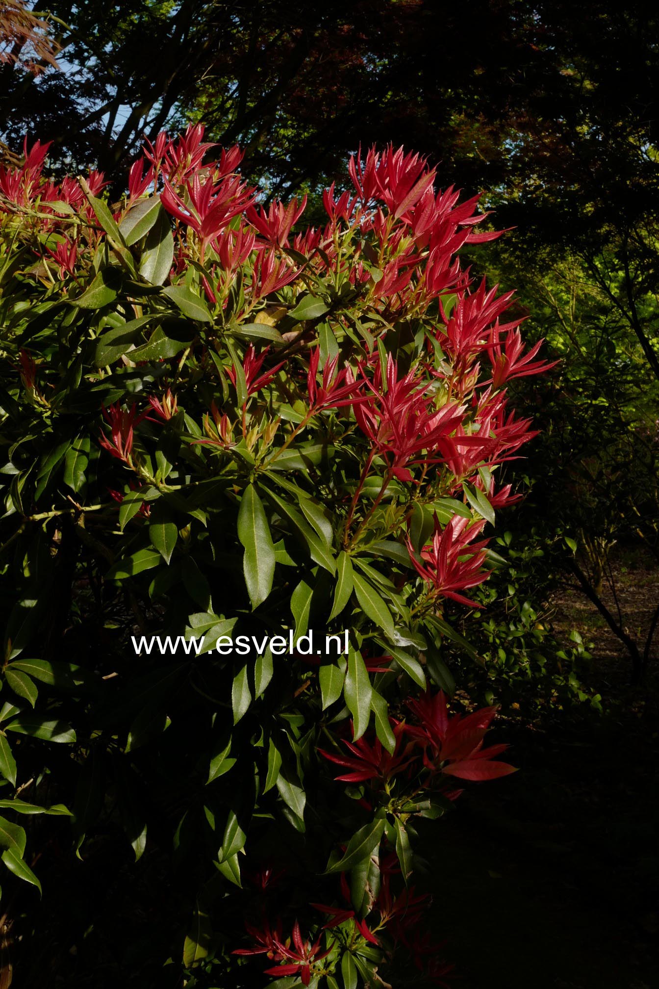 Pieris formosa 'Wakehurst'