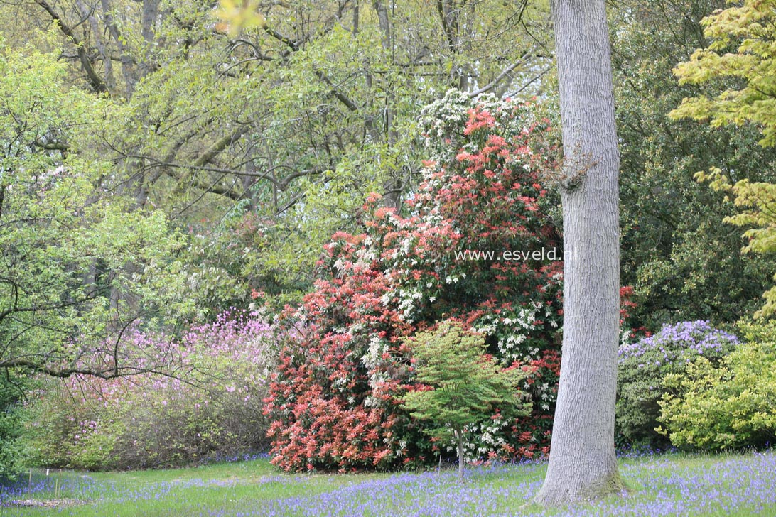 Pieris formosa forrestii