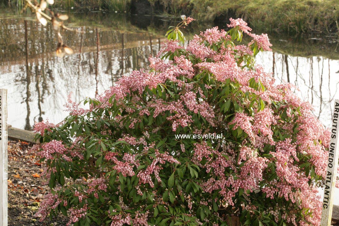 Pieris japonica 'Rosalinda'