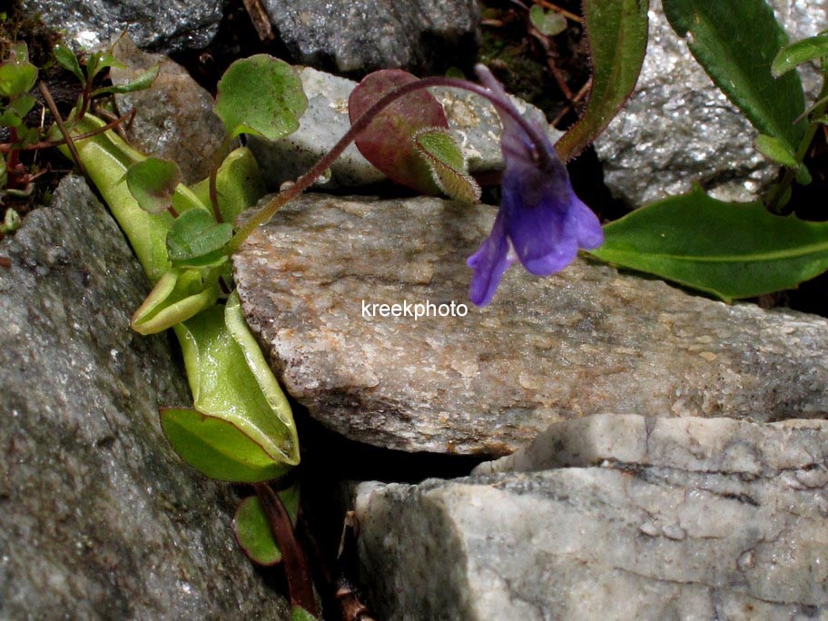 Pinguicula vulgaris