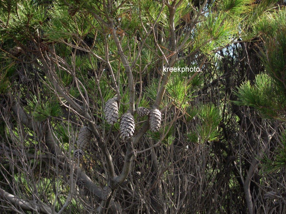 Pinus halepensis