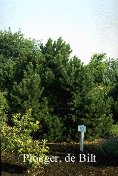 Pinus mugo 'Gnom'