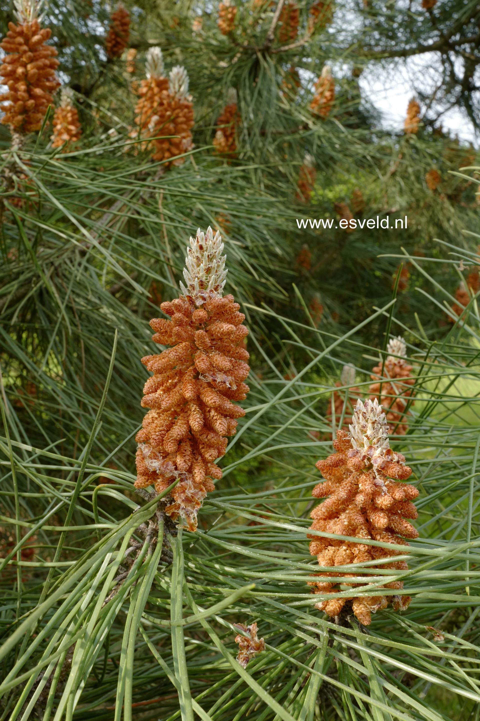 Pinus pinaster