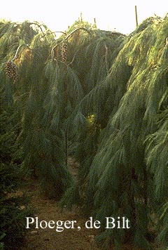 Pinus strobus 'Pendula'