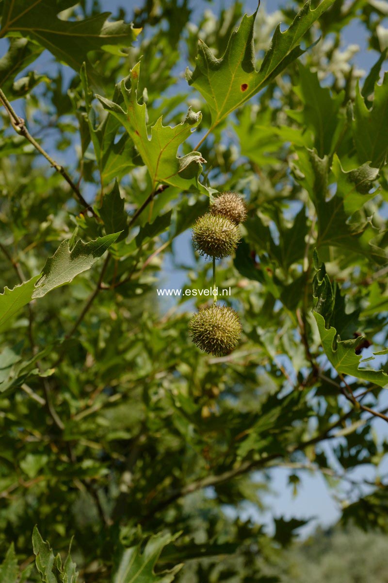 Platanus orientalis