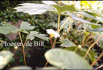 Podophyllum peltatum
