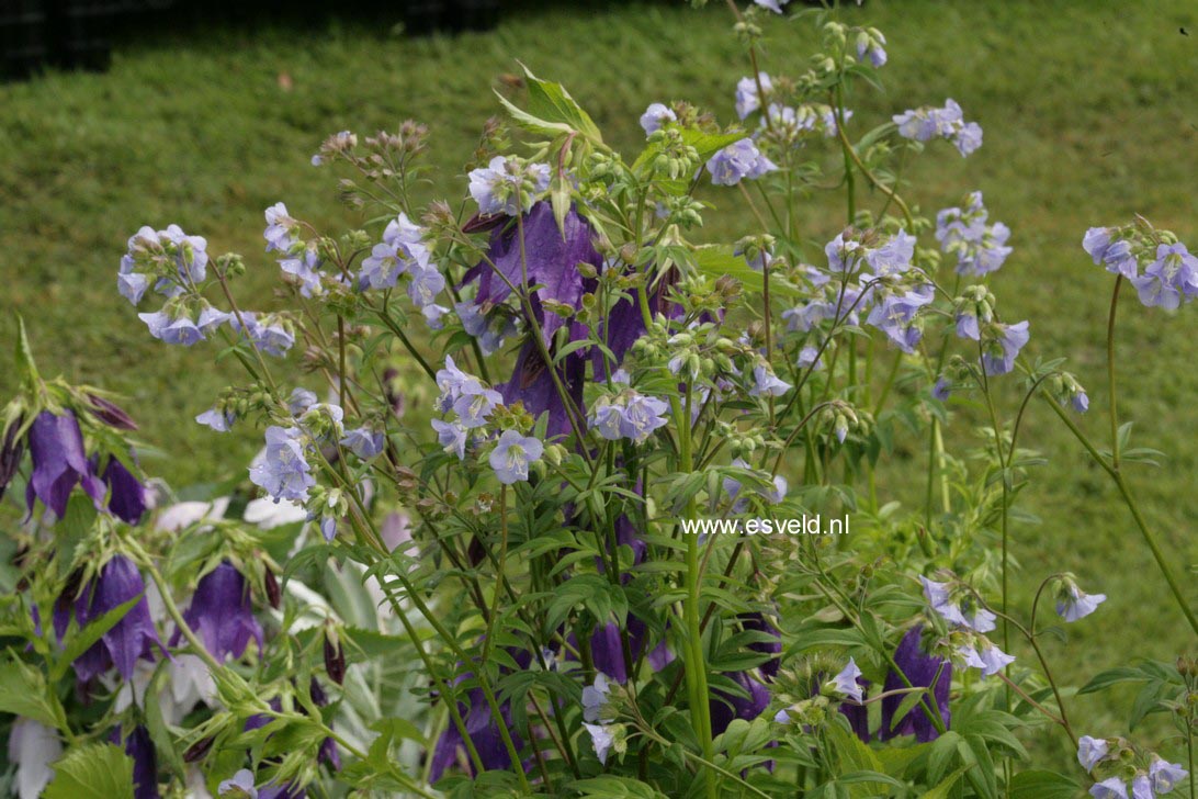 Polemonium caeruleum