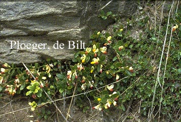 Polygala chamaebuxus