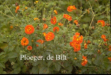 Potentilla 'Versicolor Plena'