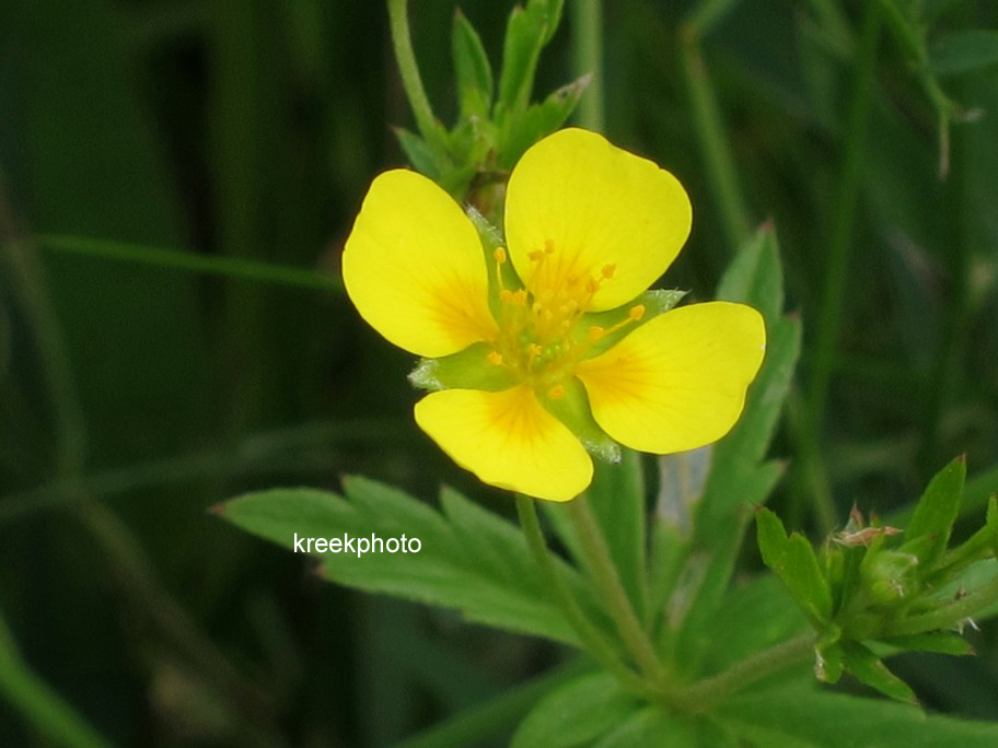 Potentilla erecta
