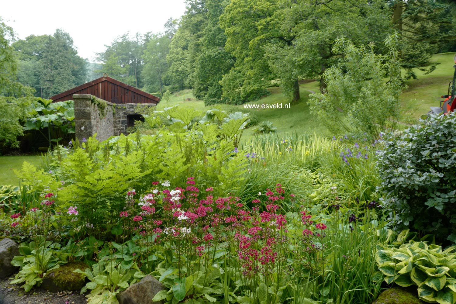 Primula japonica 'Miller's Crimson'