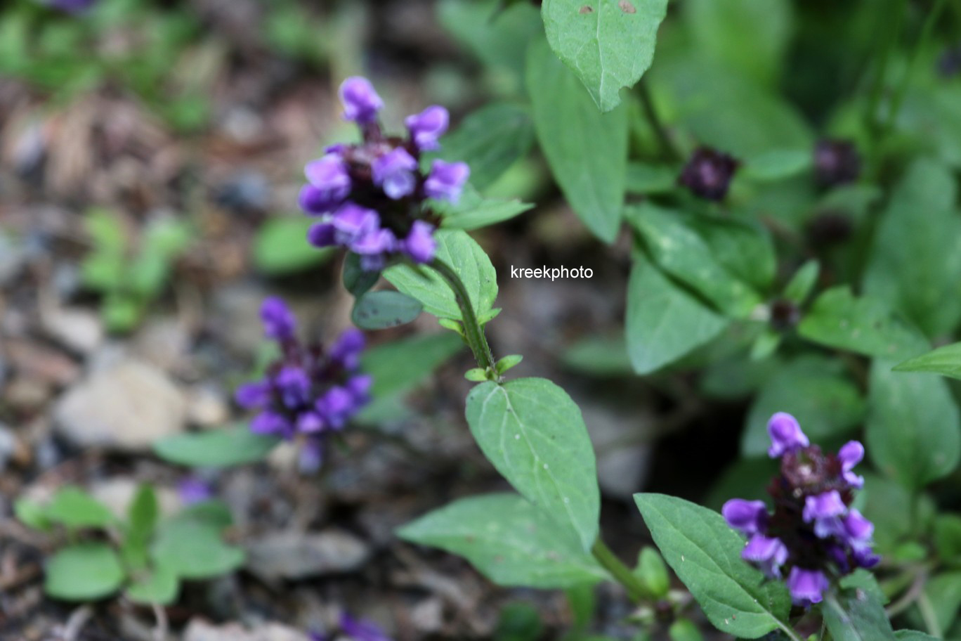 Prunella vulgaris