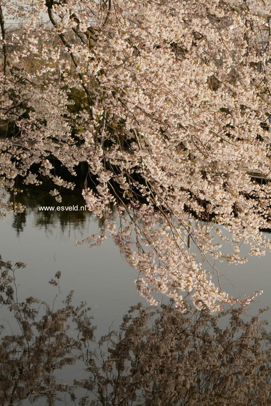 Prunus nipponica 'Felice'