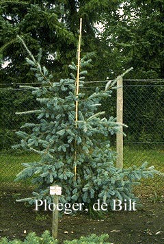 Pseudotsuga menziesii 'Blue Wonder'
