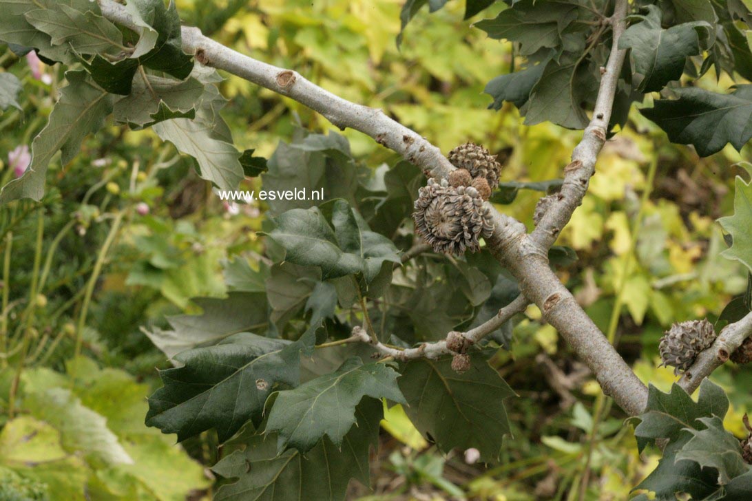 Quercus ithaburensis 'Hemelrijk Silver'