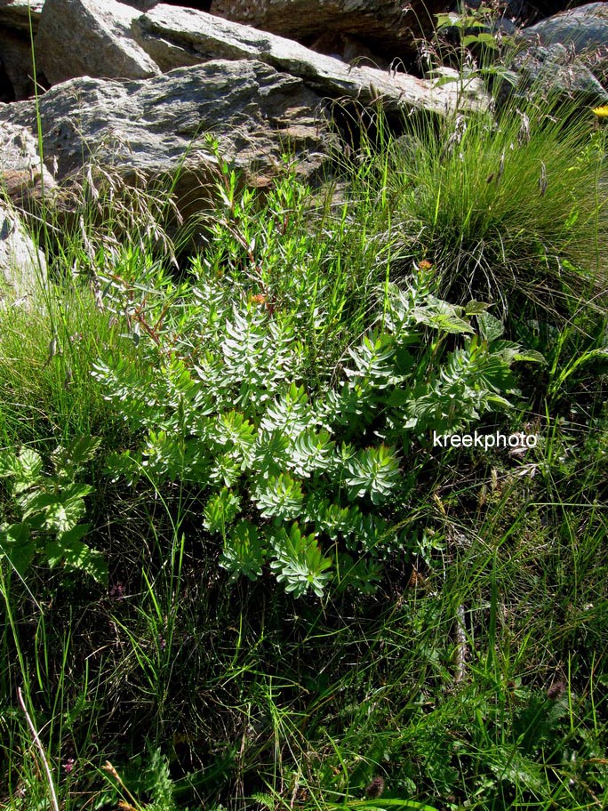 Rhodiola rosea