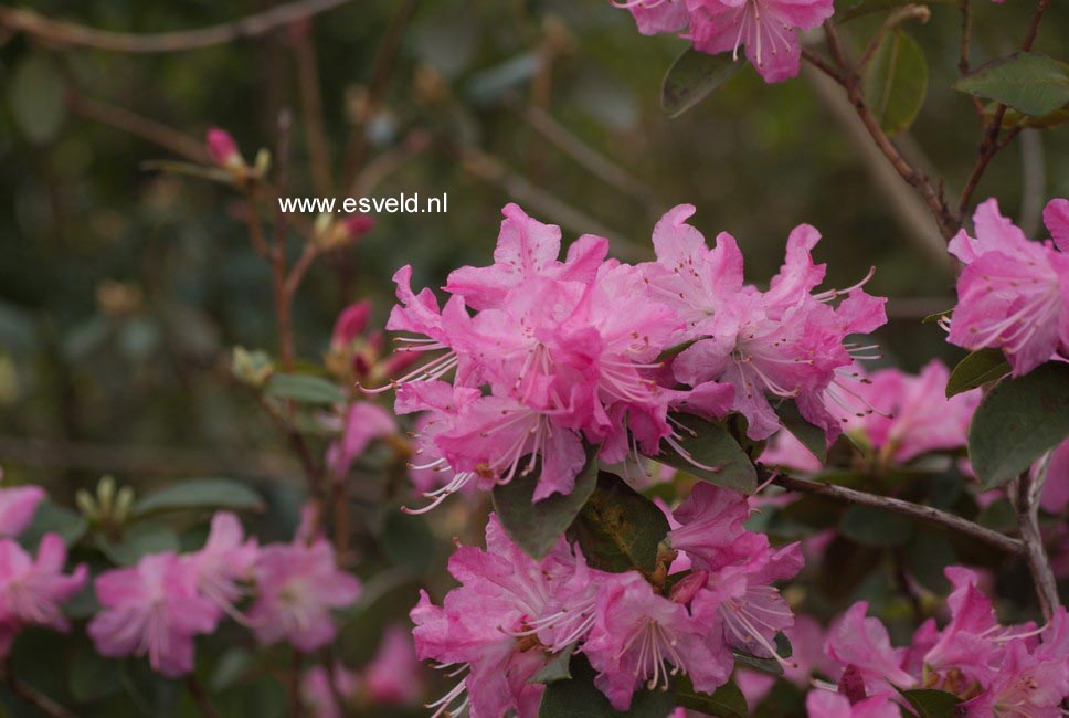 Rhododendron 'Anna Baldsiefen'