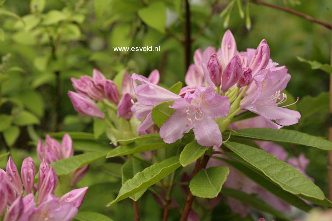 Rhododendron 'Azaleoides'