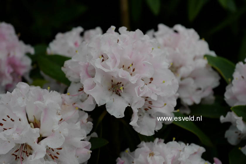 Rhododendron 'Christmas Cheer'
