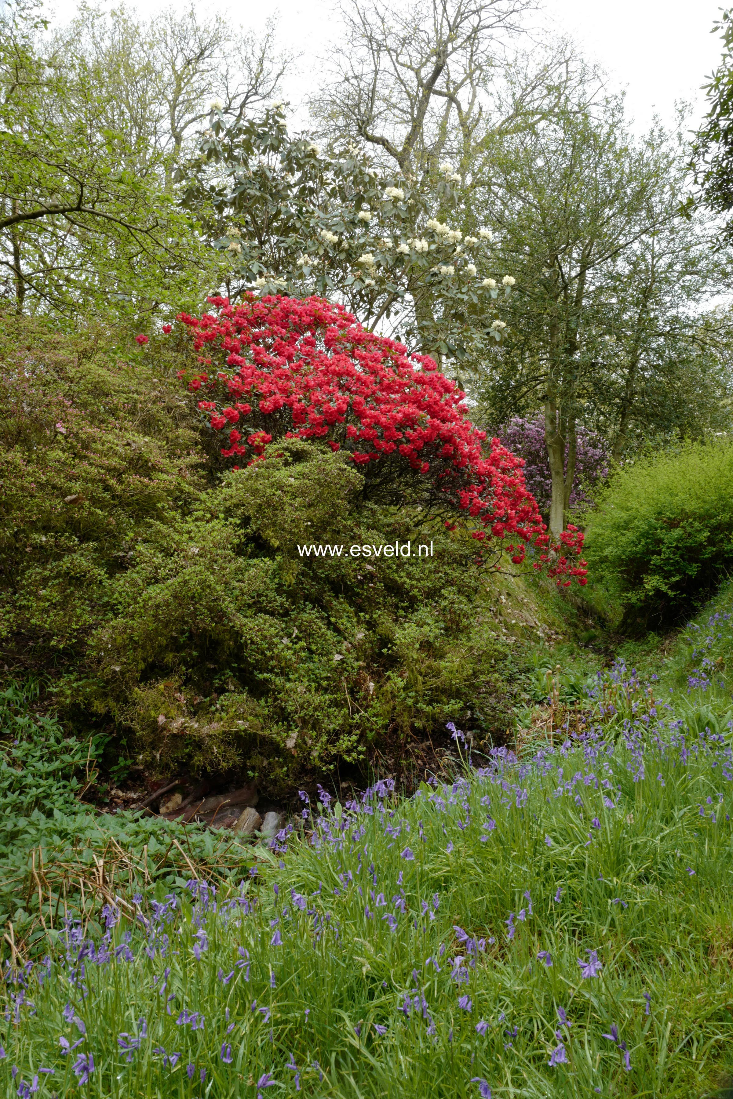 Rhododendron 'Elizabeth'