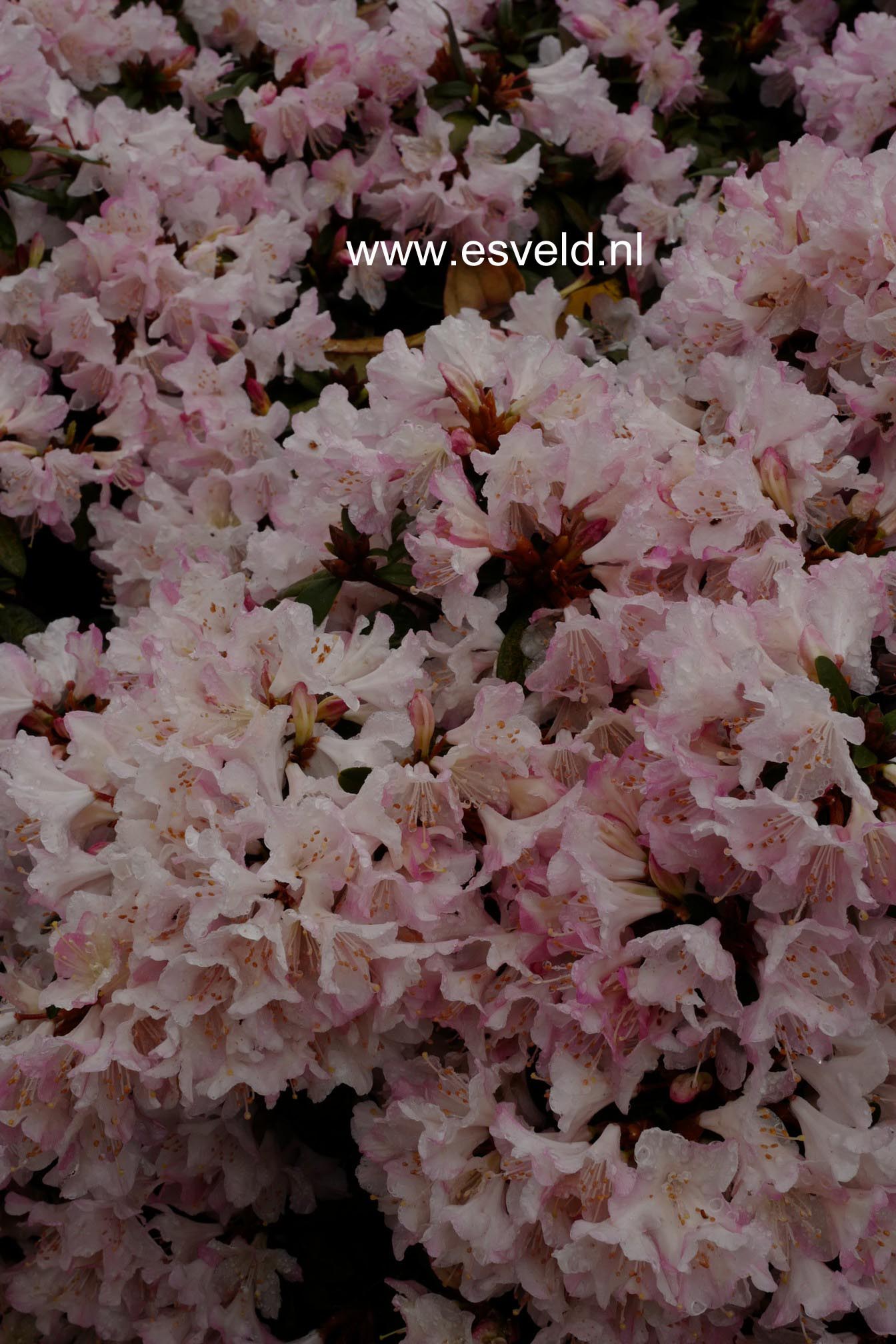 Rhododendron 'Ginny Gee'