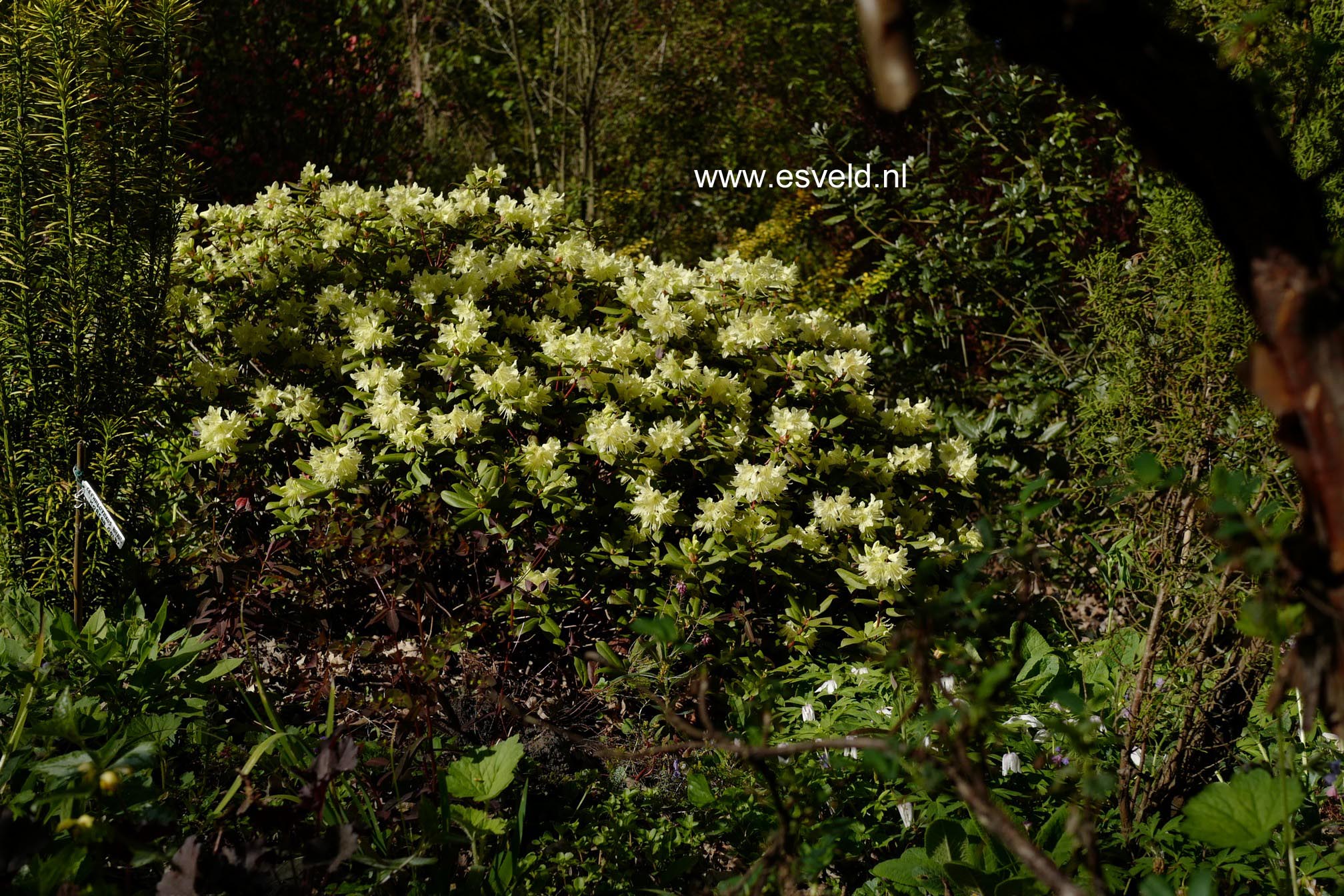 Rhododendron 'Princess Anne'