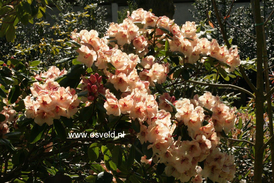 Rhododendron 'Viscy'