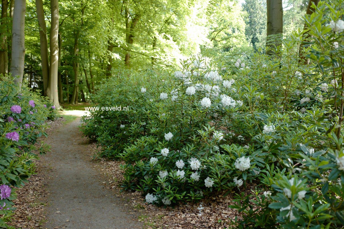 Rhododendron annae