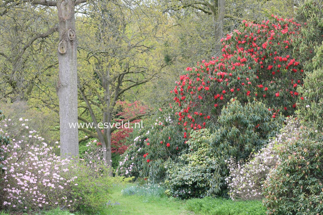 Rhododendron arboreum