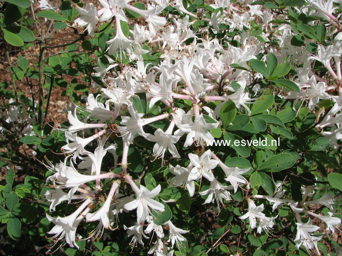 Rhododendron atlanticum